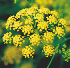 Image result for Anethum