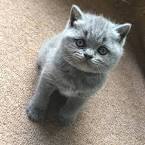 British Shorthair Cat Breeders Near Me