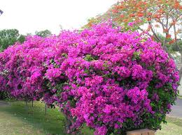 Image result for Bougainvillea