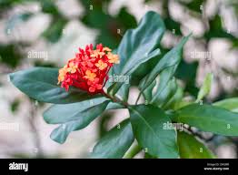 Image result for Rubiaceae