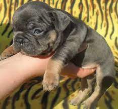 Blue french bulldog puppies missouri. Shrinkabull French Bulldog Breeders French Bulldog Puppies For Sale Blue French Bulldogs