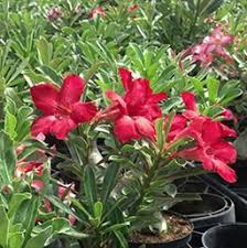 Check spelling or type a new query. Desert Rose Costa Farms