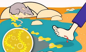 Penyakit kencing tikus atau nama sainsnya leptospirosis ialah penyakit berjangkit disebabkan bakteria leptospira yang disebarkan melalui haiwan. Simptom Kencing Tikus Cara Mencegahnya Leptospirosis 2020
