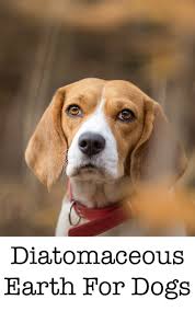 However, a major infestation requires more attention to remove fleas, larva, and pupae from your home. Diatomaceous Earth For Dogs Is It A Safe Remedy For Fleas Or Worms