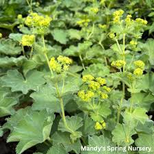 Image result for Alchemilla ellenbeckii