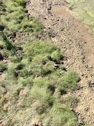 Image result for Stuckenia