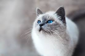 Sometimes they are called blue colorpoint or a blue point ragdoll. 15 Gorgeous Grey Cat Breeds You Ll Love I Discerning Cat
