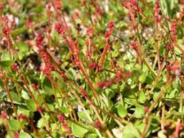 Image result for Gonatopus clavatus