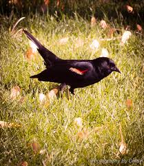 Black Bird With Yellow And Red Wing Pin By Dina Males Nassif On Photography I Love Beautiful Birds Bird People Wild Birds