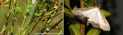 Image result for caterpillar box tree moth inside buxus plant