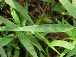 Image result for Oplismenus compositus