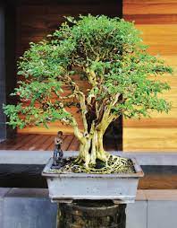 Proper Maintenance And Care For Bonsai Agriculture Monthly