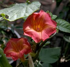 Image result for Stictocardia beraviensis