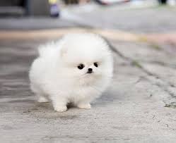 Small dog breeds are big dogs that come in small packages. These 16 Fluffy Animals Will Make You Say Awww Bored Panda