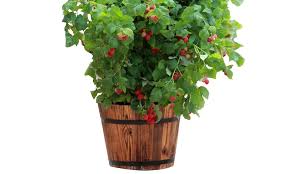 June15 to august15, depending on zones and spring weather conditions. One Or Two Thornless Raspberr Groupon