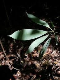 Image result for Actinodaphne