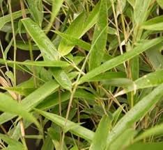Image result for Volusia amboinensis