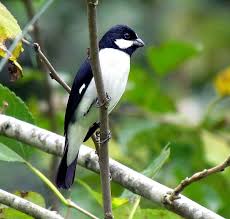 Canto Do Tui Tui Zero Zero Foto Bigodinho Sporophila Lineola Por Vagner Bordin Beautiful Birds Rare Birds Animals Beautiful