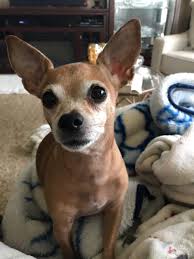 How much should i feed my chihuahua? My 10 Year Old Chihuahua Baby Rarepuppers