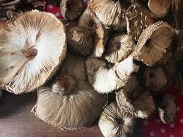 Peut on congeler des coulemelles. Coulemelles Roties Au Four My Cancale Kitchen