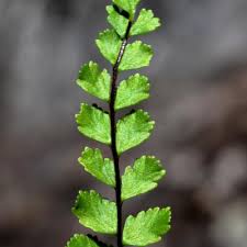 Image result for Asplenium reekmansii