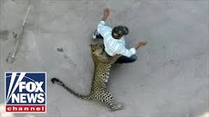 Leopard documentary roblox testing a. Wild Video Leopard Attacks Residents In Indian City Youtube