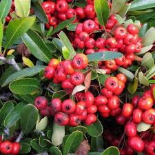 Image result for Pyracantha coccinea soleil d'or