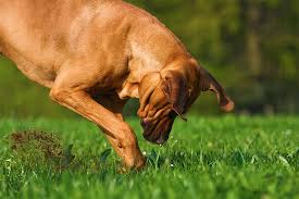 Proven tips from dog experts that has worked for more than 875,000 dog owners worldwide. Why Do Dogs Bury Bones The Answer Is Surprisingly Simple