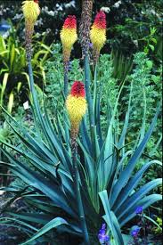 Image result for Kniphofia