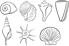 Start drawing step by step. Fun Games Fun With Sea Shells Shells To Color Seashell Drawing Shell Drawing Shell Tattoos