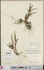 Image result for Polystachya adansoniae