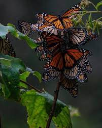 Laruta Nikon Lohechoenmexico Nikonmexico Mariposamonarca Naturaleza
