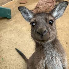 Sydney Australia On Instagram We Re All Smiles For Worldwildlifeday Just Like Spring The Kangaroo Plan A Visit To Wildlifesydneyzoo And Get Up Close A 2021