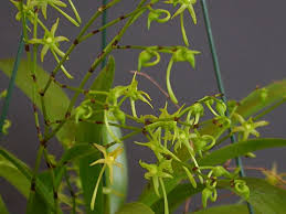 Image result for Angraecum calceolus