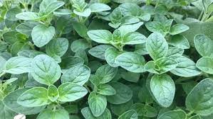 Growing Oregano Miracle Gro