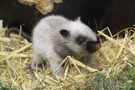 Einer woche saß abends eine ratte im treppenhaus, die dann schön in unsere wohnung geflüchtet ist. Ein Haus Fur Ratten Tiergarten Schonbrunn