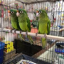 Buzz n' b's is a family owned and operated full line pet store located at 2500 yoder drive in erie, pennsylvania. Arrieros Pet Shop Exotic Birds Feed Supplies Home Facebook