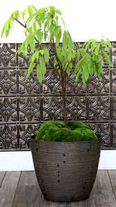 About three years to grow a small one and ten to grow a big one. Lychee Tree Mauritius Variety Air Layered