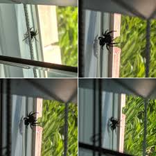Users that searched for black spider with white dot on back. Black Fuzzy Spider With Large Fangs Little White Spot On Back Utah Whatsthisbug