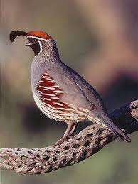 Birds Of Arizona Desert Pin On Living In Az