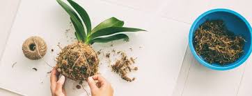 Se questo non è possibile affrontare certi costi, non vi rimangono che le piante da vaso che comunque possono creare l'atmosfera che state cercando. Kokedama Cosa Sono Come Realizzarli E Curarli Wise Society