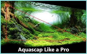 Don't think it stops here, though, plants have other essential functions such as water filtration, limiting the spread of algae, and providing shelter and places to hide for fish. Aquascaping Advanced Guide Learn Professional Aquascaping
