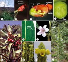 Image result for Scrophulariaceae