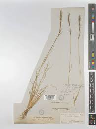 Image result for Aristida effusa