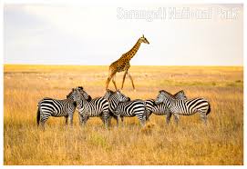 Serengeti National Park Tanzania Detailed Climate