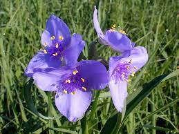 Native perennials are indigenous to the united states and canada. Kansas Wildflowers And Grasses