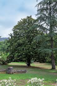 This shrub prefers sunny spots where it can get full sun but it can also adapt to partial shade. In 2020 Fragonard Is Celebrating Magnolia Paris Perfume Museum