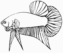 Liputan6.com, jakarta ikan cupang atau betta sp merupakan ikan air tawar yang habitat asalnya adalah beberapa negara di asia tenggara, antara lain indonesia, thailand, malaysia, brunei darussalam, singapura, dan vietnam. Lukisan Ikan Cupang Hitam Putih Cikimm Com