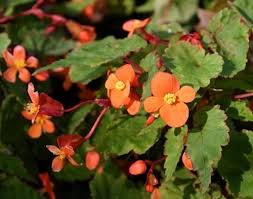 Image result for Begonia sutherlandii