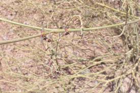 Image result for Euphorbia glanduligera